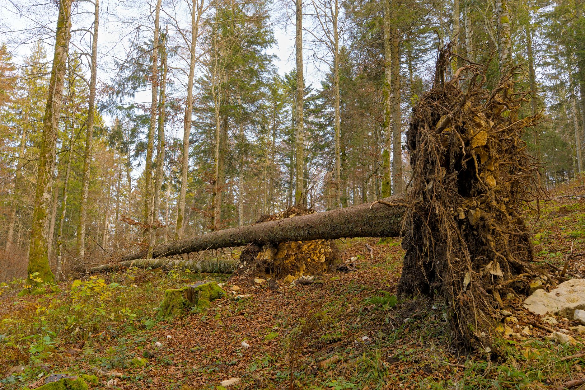 Enlèvement arbre urgence équipe à Saint-Jean-de-Braye